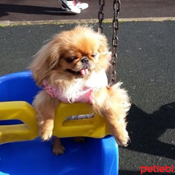 Pekingese, Köpek  asme fotoğrafı