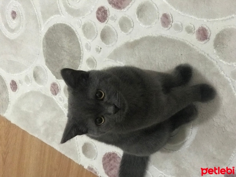British Shorthair, Kedi  gÖLGE fotoğrafı
