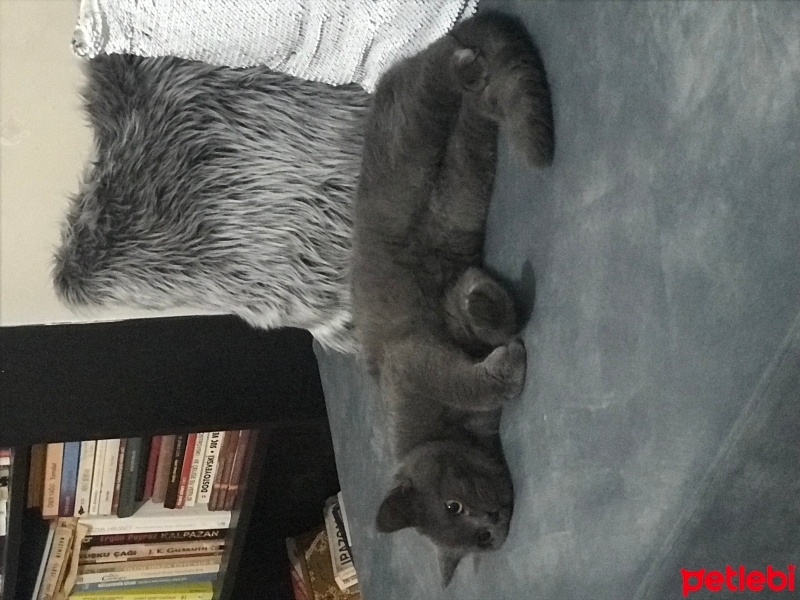 British Shorthair, Kedi  gÖLGE fotoğrafı