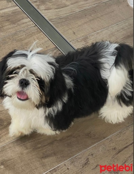 Shih Tzu, Köpek  Roby fotoğrafı
