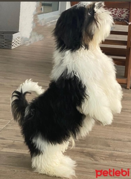 Shih Tzu, Köpek  Roby fotoğrafı