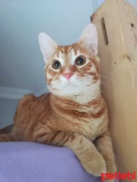 Tekir Kedi, Kedi  Prens fotoğrafı