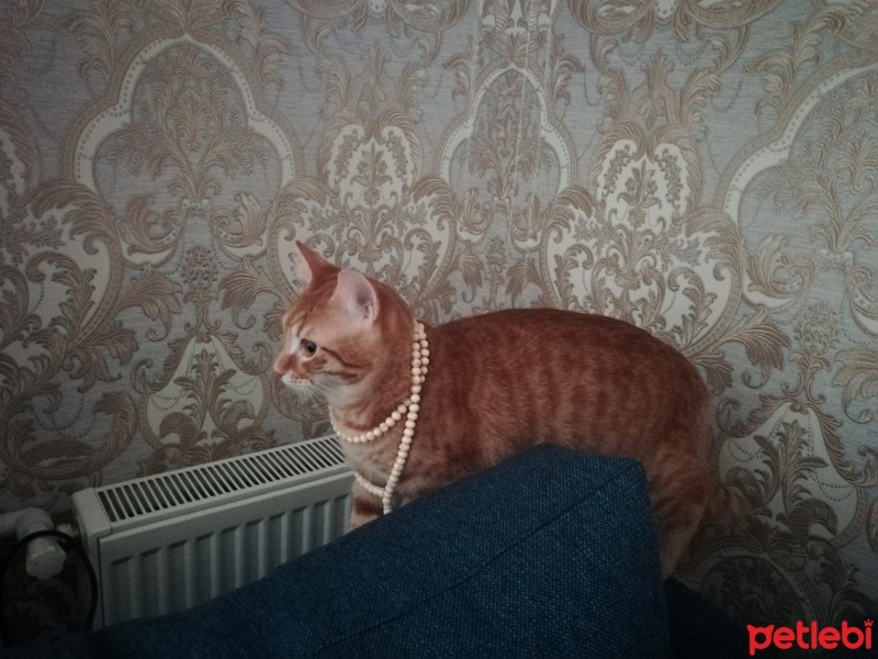 Tekir Kedi, Kedi  Prens fotoğrafı