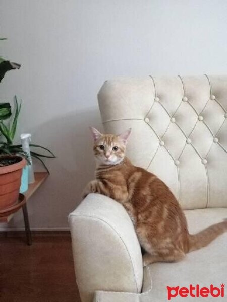 Ankara Kedisi, Kedi  limon fotoğrafı