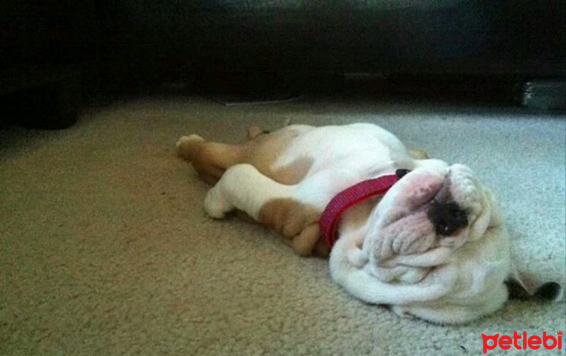 Amerikan Bulldog, Köpek  Oscar fotoğrafı