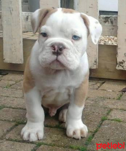 Amerikan Bulldog, Köpek  Oscar fotoğrafı