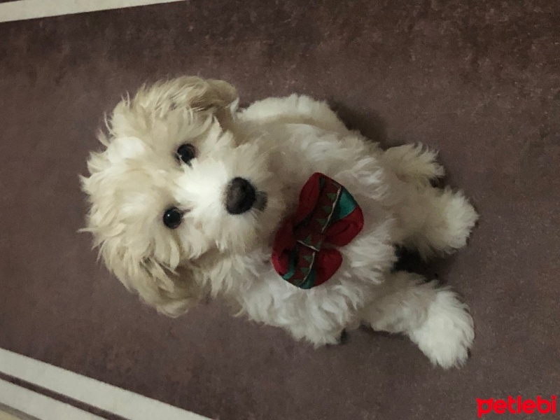 Maltese, Köpek  Guess fotoğrafı