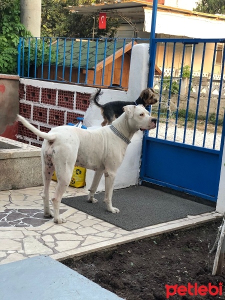 Dogo Arjantin, Köpek  ZEYNA fotoğrafı