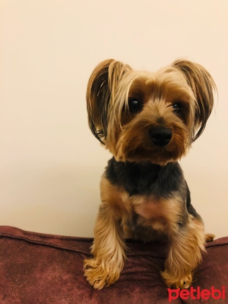 Yorkshire Terrier, Köpek  Tarçın fotoğrafı