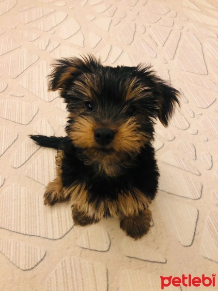 Yorkshire Terrier, Köpek  Pati fotoğrafı
