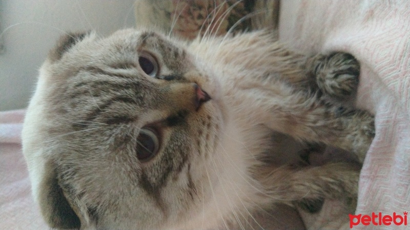 Scottish Fold, Kedi  Bulut fotoğrafı