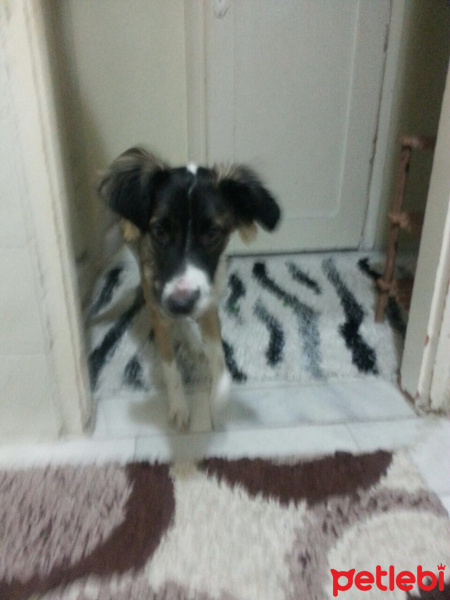 Afgan Tazısı, Köpek  Püskül fotoğrafı