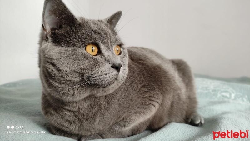 British Shorthair, Kedi  Duman fotoğrafı