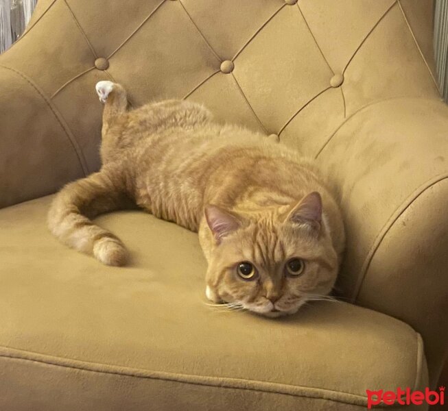 British Shorthair, Kedi  Şarap fotoğrafı