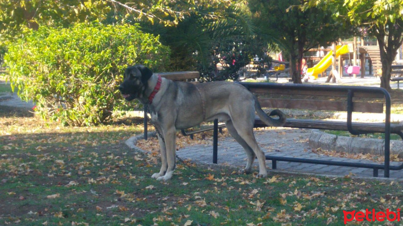 Kangal, Köpek  Duman fotoğrafı