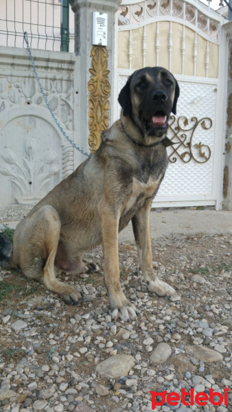 Kangal, Köpek  Duman fotoğrafı