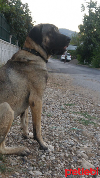 Kangal, Köpek  Duman fotoğrafı
