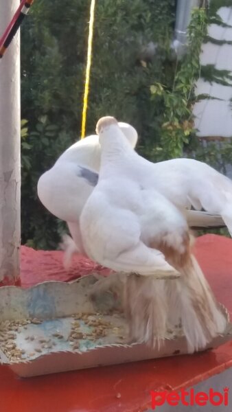 Bombay, Kedi  Minnoş  mia ve şımarık fotoğrafı