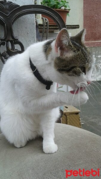 Bombay, Kedi  Minnoş  mia ve şımarık fotoğrafı