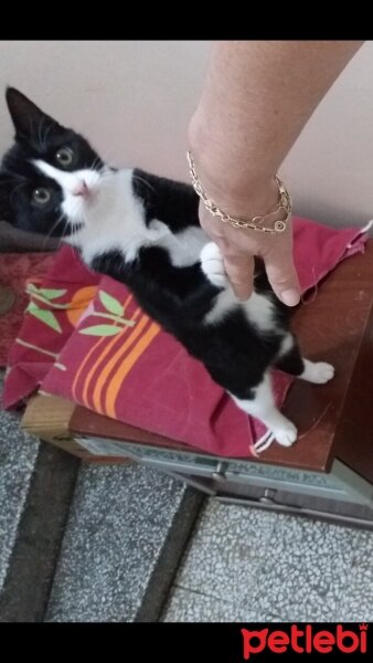 Bombay, Kedi  Minnoş  mia ve şımarık fotoğrafı