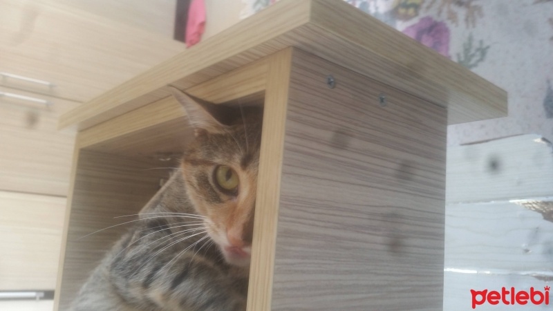 Tekir Kedi, Kedi  Minnoş fotoğrafı