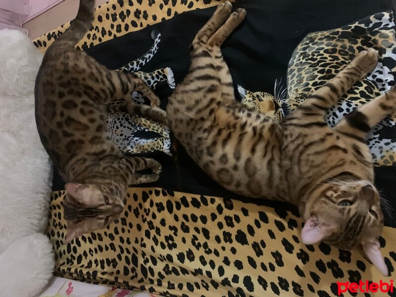 Bengal, Kedi  Mia fotoğrafı