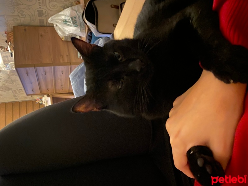 Tekir Kedi, Kedi  Şanslı fotoğrafı