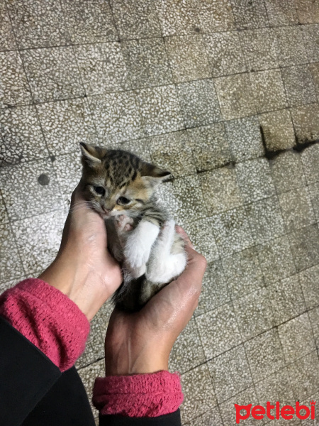 Tekir Kedi, Kedi  CİCİLER fotoğrafı