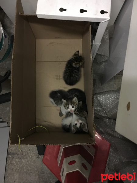 Tekir Kedi, Kedi  CİCİLER fotoğrafı