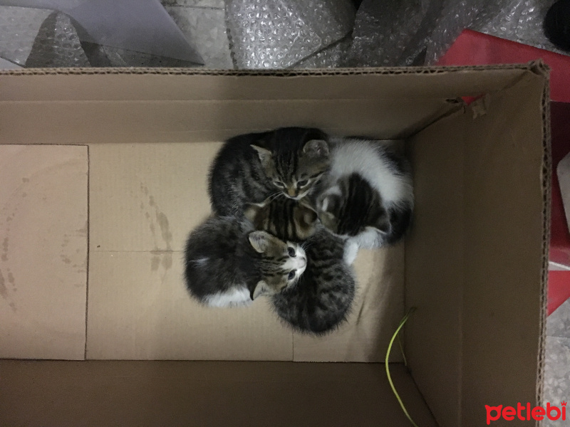 Tekir Kedi, Kedi  CİCİLER fotoğrafı