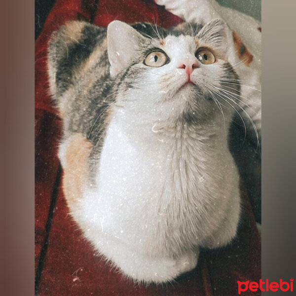 Tekir Kedi, Kedi  Gofret fotoğrafı