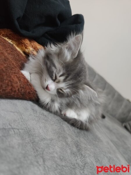 Norwegian Forest, Kedi  Ares fotoğrafı