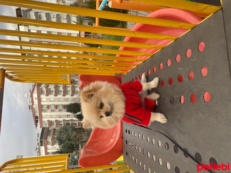 Pomeranyalı, Köpek  Sindy fotoğrafı