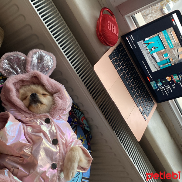Pomeranyalı, Köpek  Sindy fotoğrafı