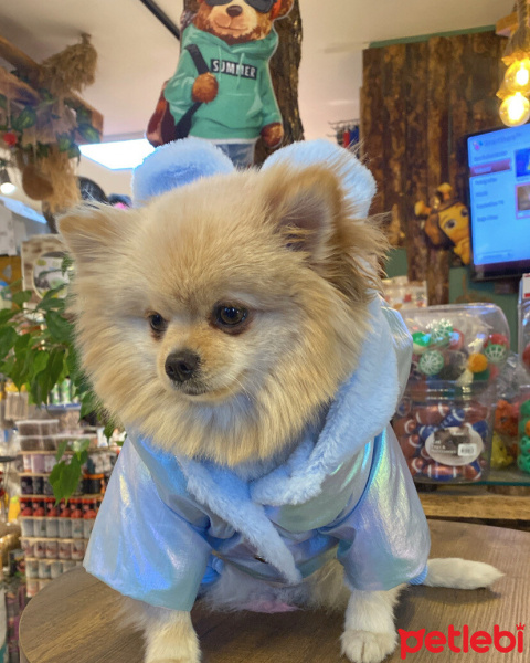 Pomeranyalı, Köpek  Sindy fotoğrafı