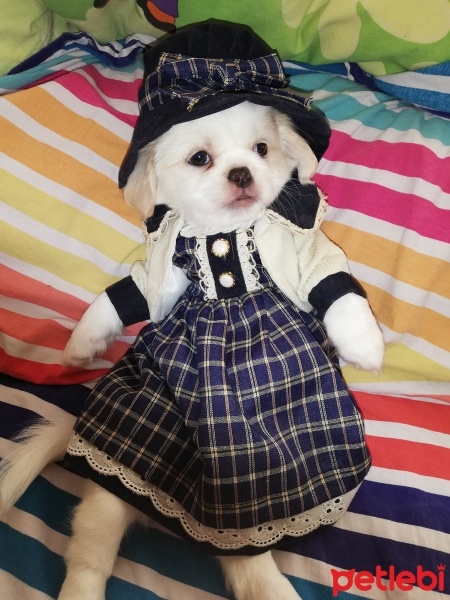 Pekingese, Köpek  İnci fotoğrafı