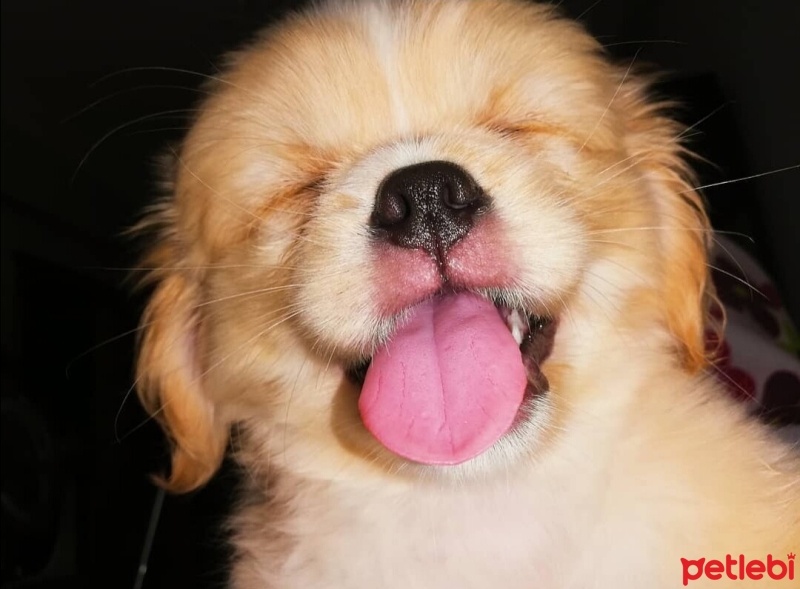 Pekingese, Köpek  İnci fotoğrafı