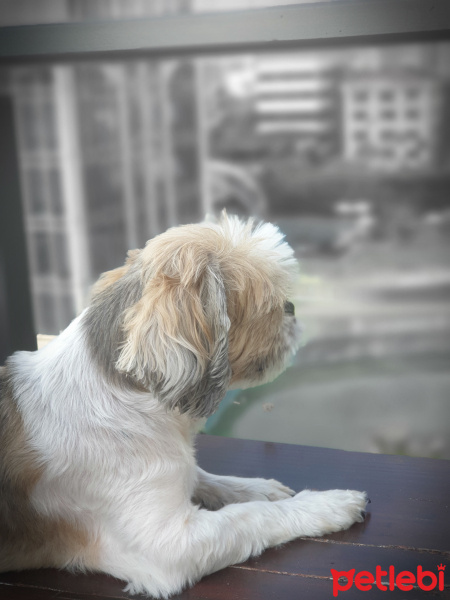 Shih Tzu, Köpek  Bücür fotoğrafı