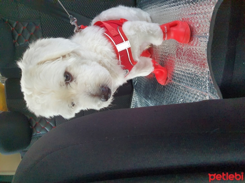 Maltese, Köpek  Pilav fotoğrafı