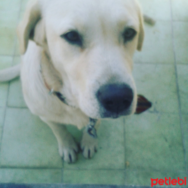 Golden Retriever, Köpek  şila fotoğrafı