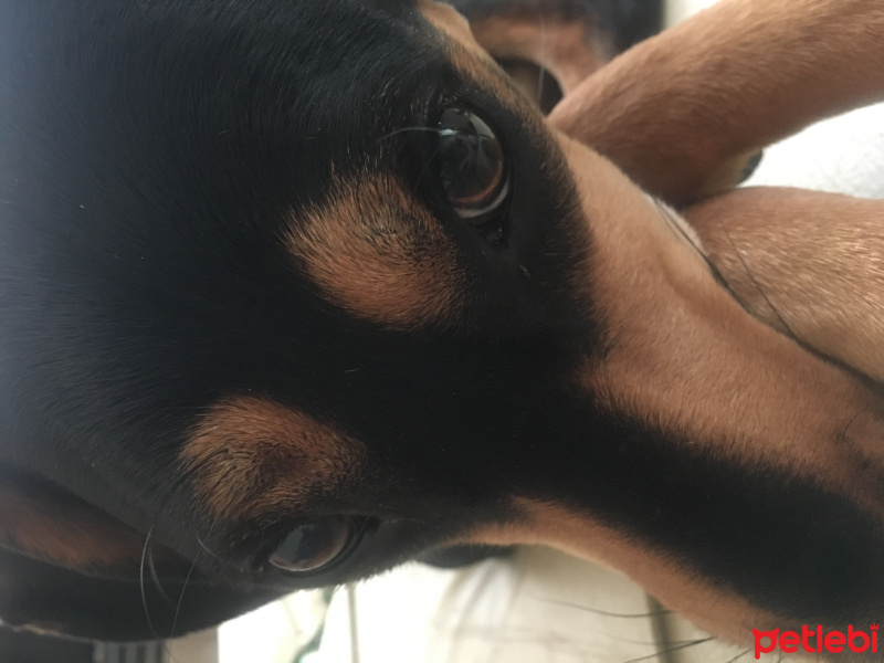 Türk Tazısı, Köpek  Phoebe fotoğrafı