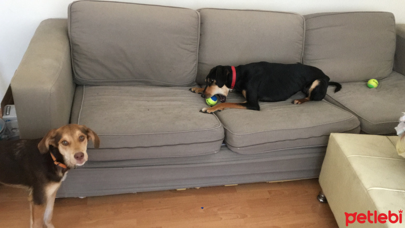 Türk Tazısı, Köpek  Phoebe fotoğrafı
