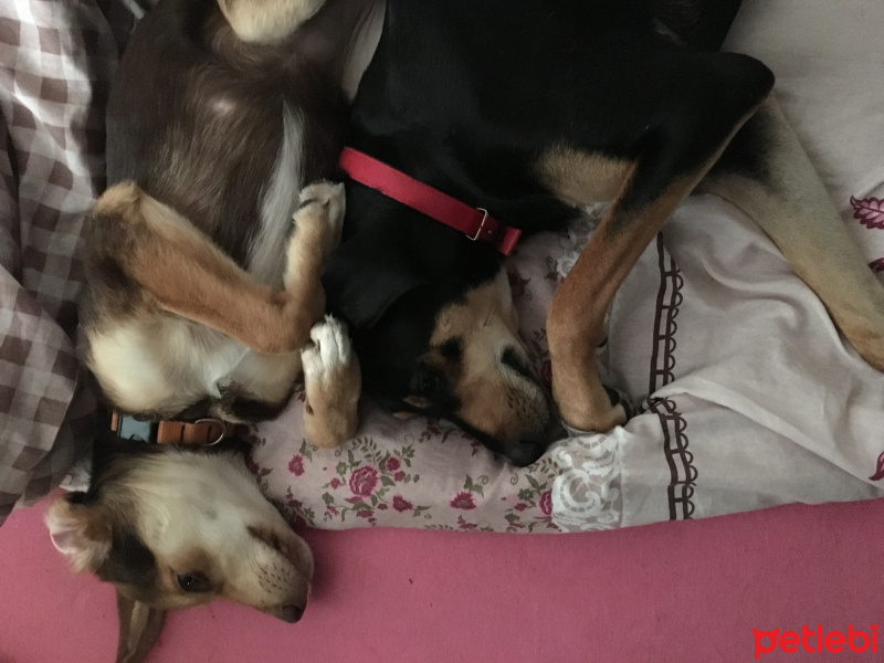 Türk Tazısı, Köpek  Phoebe fotoğrafı