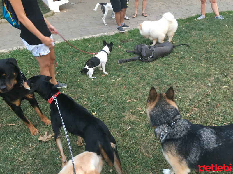 Türk Tazısı, Köpek  Phoebe fotoğrafı