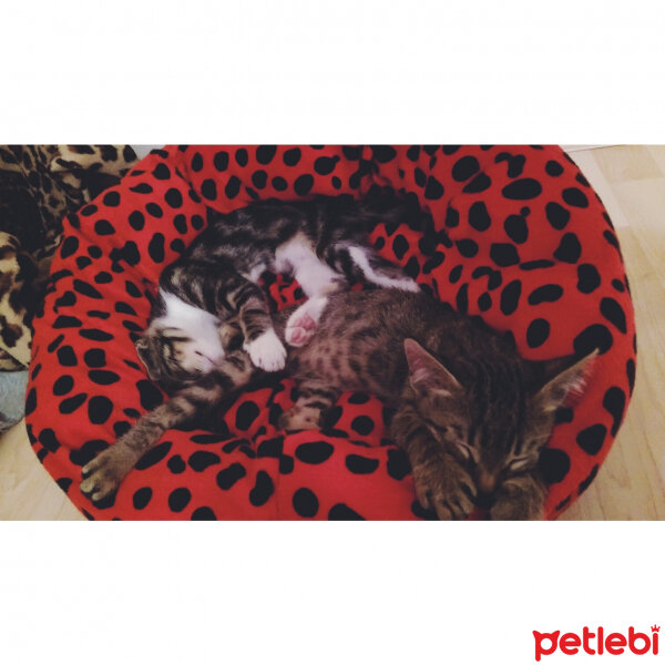 Tekir Kedi, Kedi  Ayten&Nurten fotoğrafı