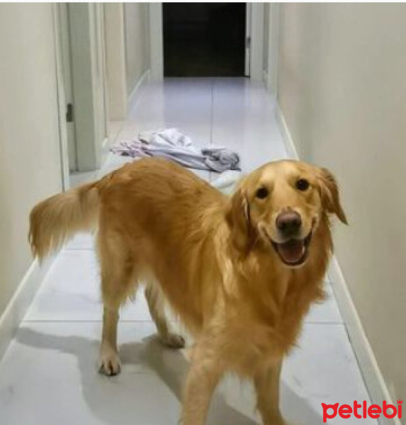Golden Retriever, Köpek  Liv fotoğrafı