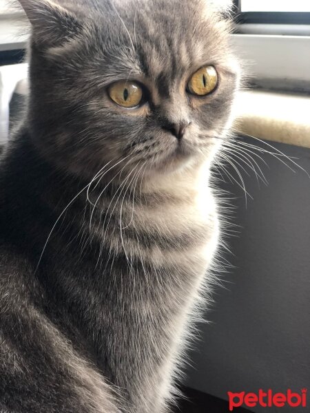 Scottish Fold, Kedi  Spark fotoğrafı