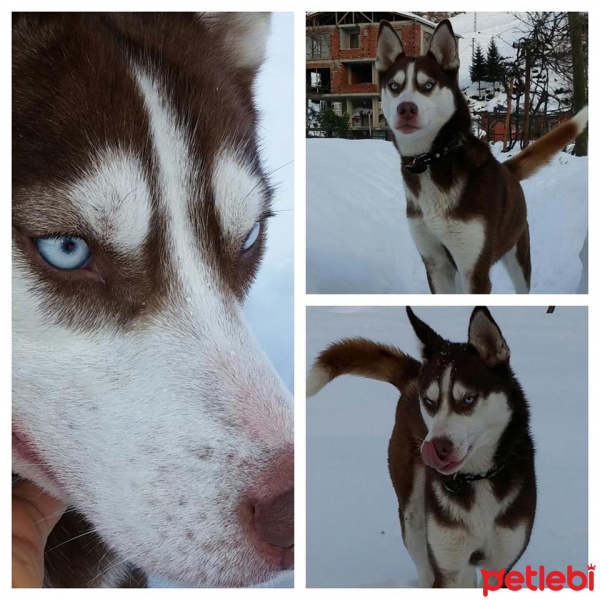Alaskan Malamute, Köpek  GOFRET fotoğrafı