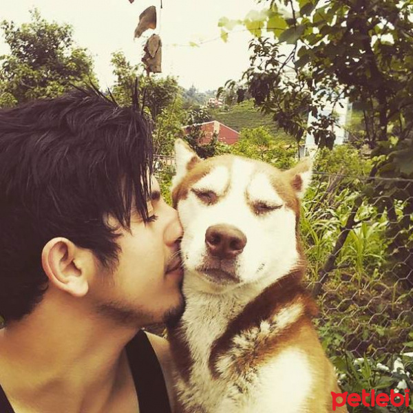 Alaskan Malamute, Köpek  GOFRET fotoğrafı