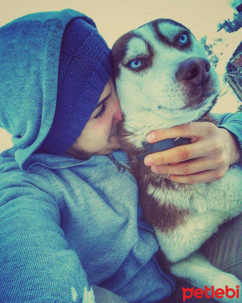 Alaskan Malamute, Köpek  GOFRET fotoğrafı